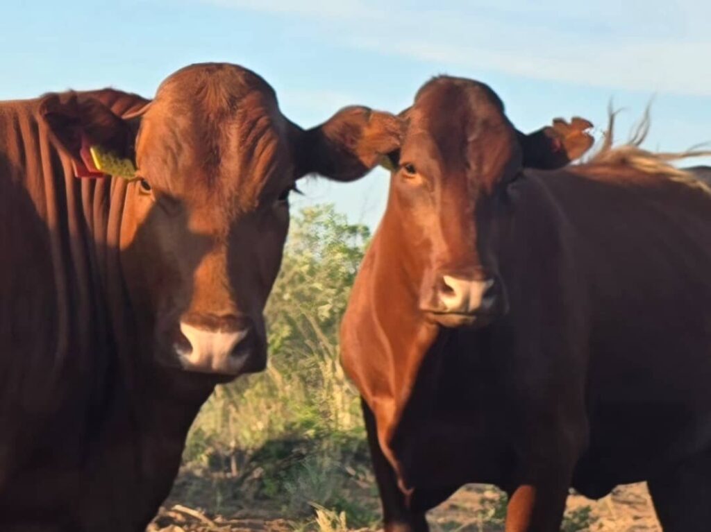 Sandveld Beefstation | SBS | Bonsmara Cattle Botswana