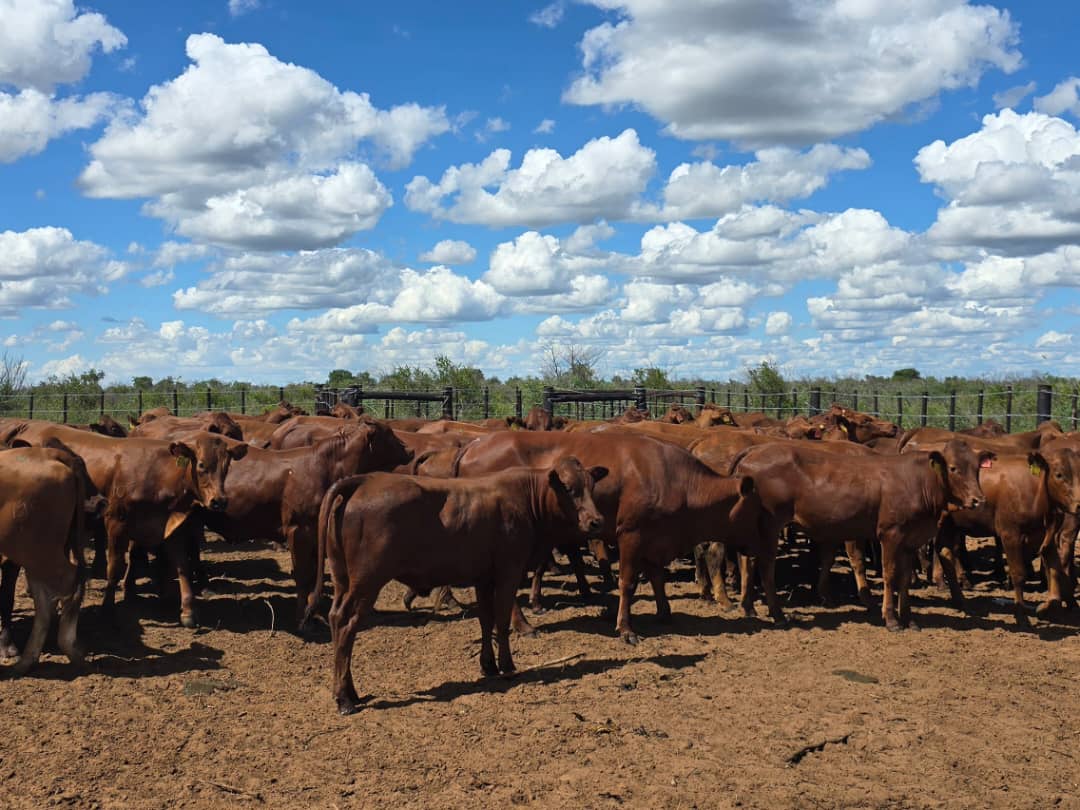 Sandveld Beefstation | SBS | Bonsmara Cattle Botswana