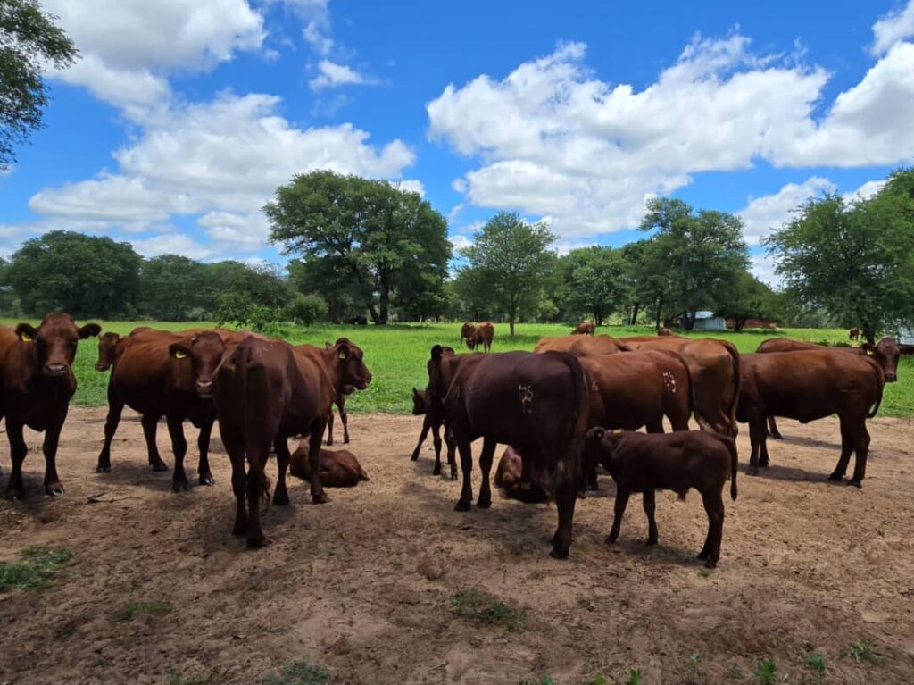 Sandveld Beefstation | SBS | Bonsmara Cattle Botswana