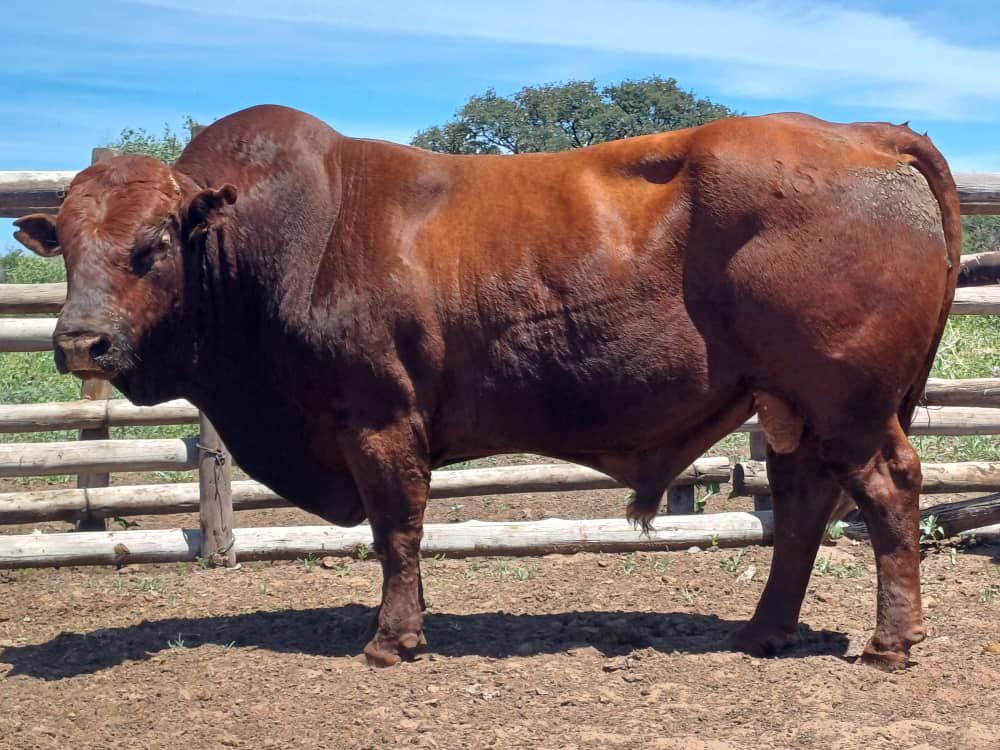 Sandveld Beefstation | SBS | Bonsmara Cattle Botswana