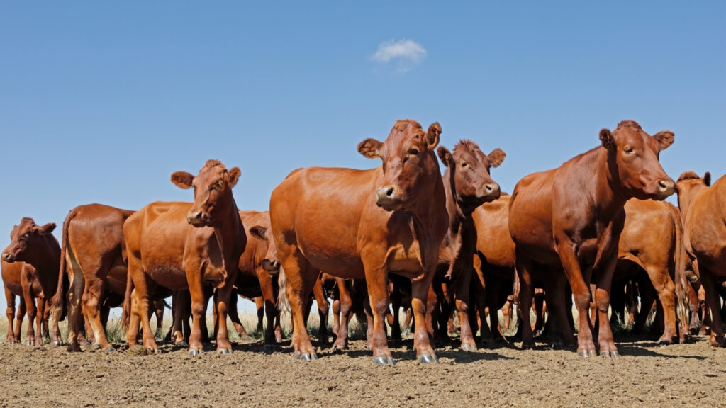 Sandveld Beefstation | SBS | Bonsmara Cattle Botswana
