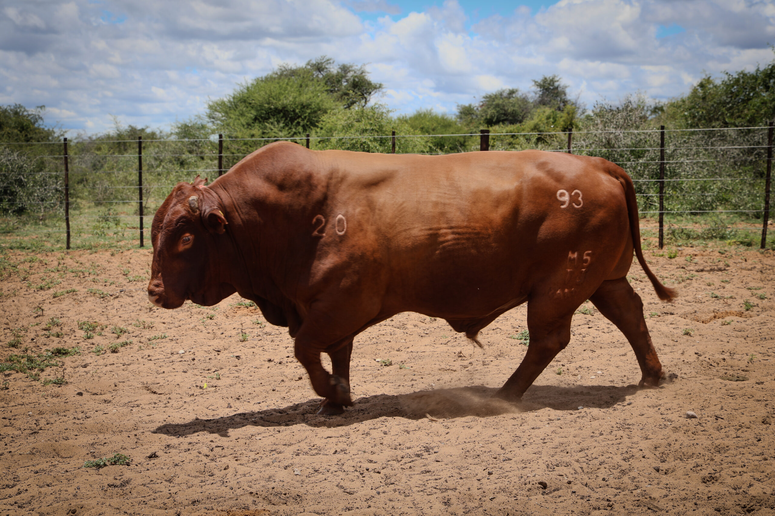 Sandveld Beefstation | SBS | Bonsmara Cattle Botswana