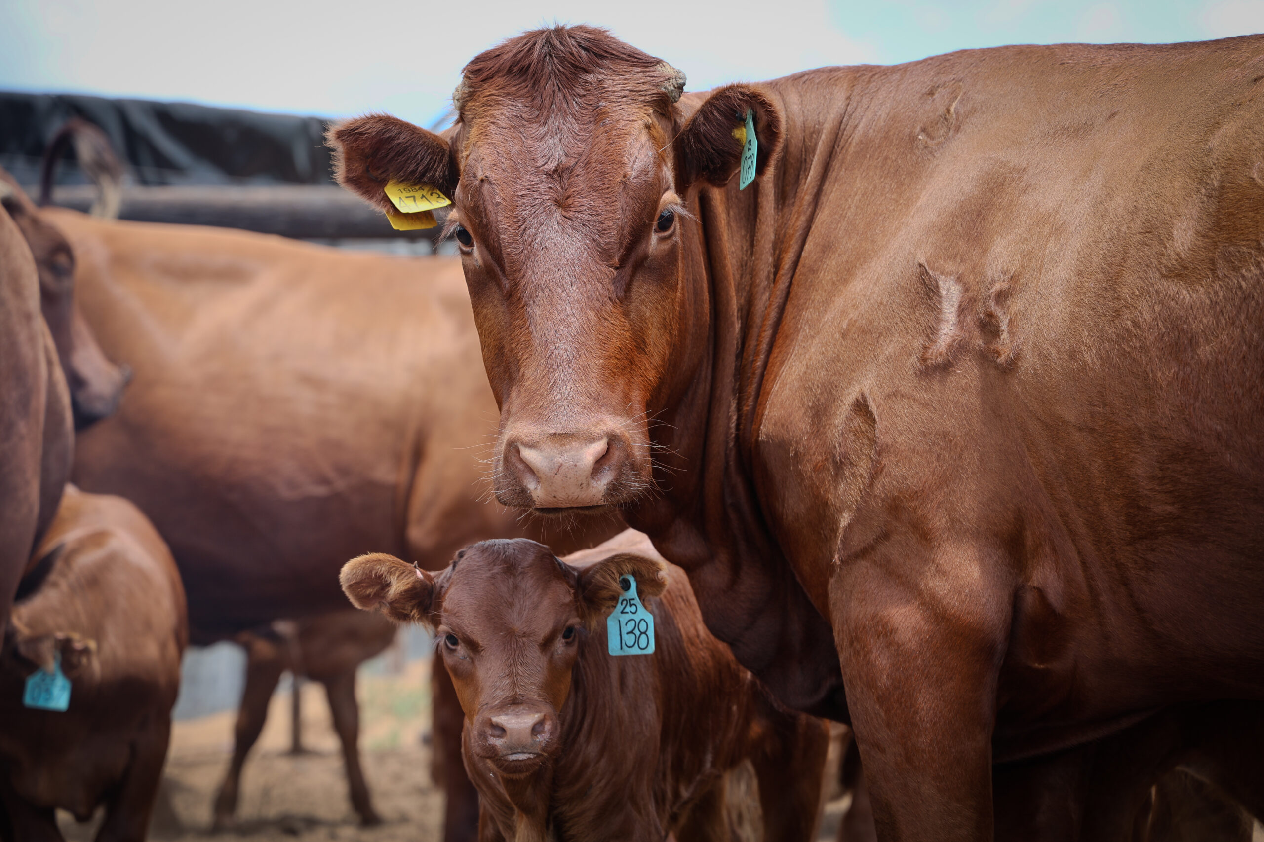 Sandveld Beefstation | SBS | Bonsmara Cattle Botswana