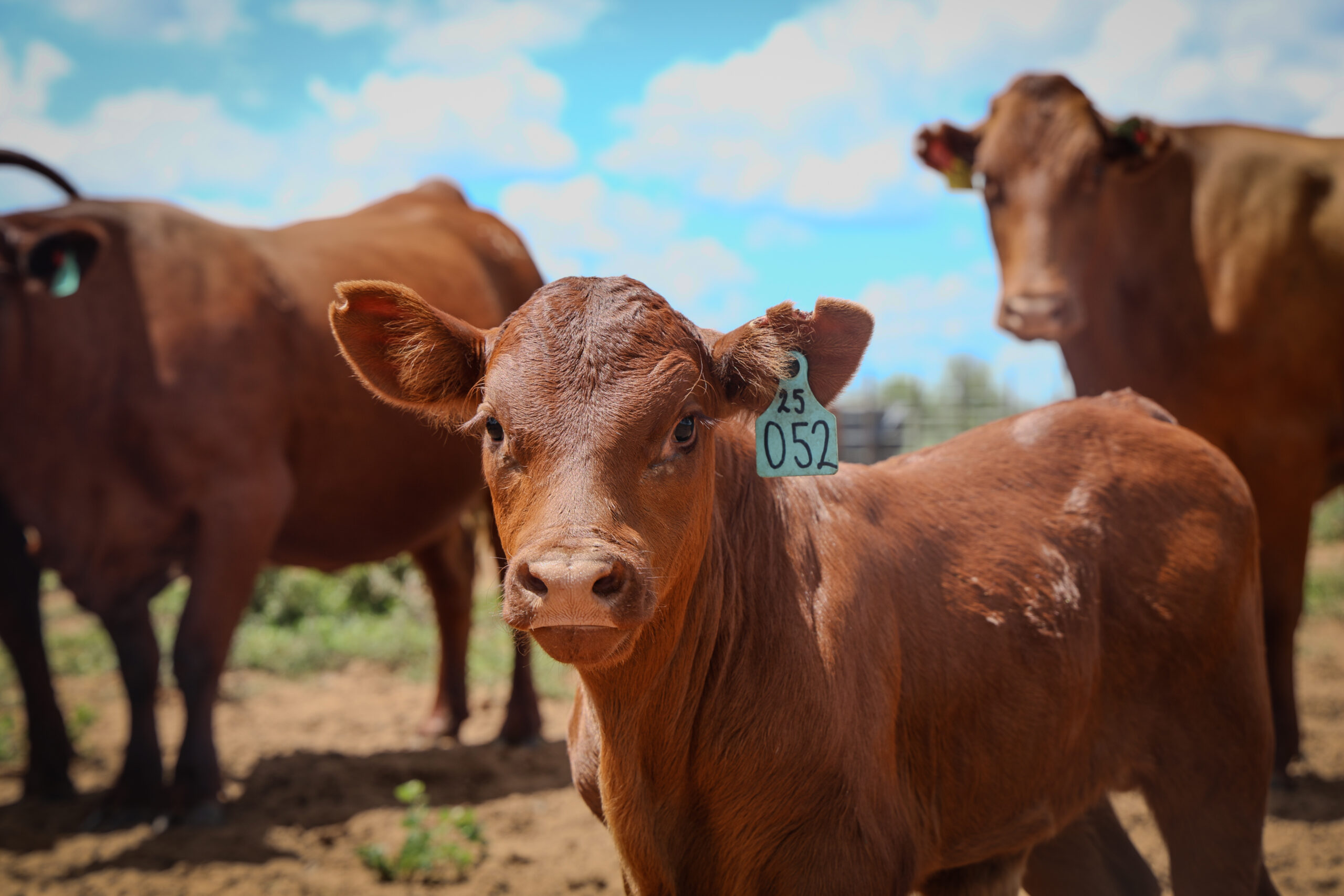 Sandveld Beefstation | SBS | Bonsmara Cattle Botswana
