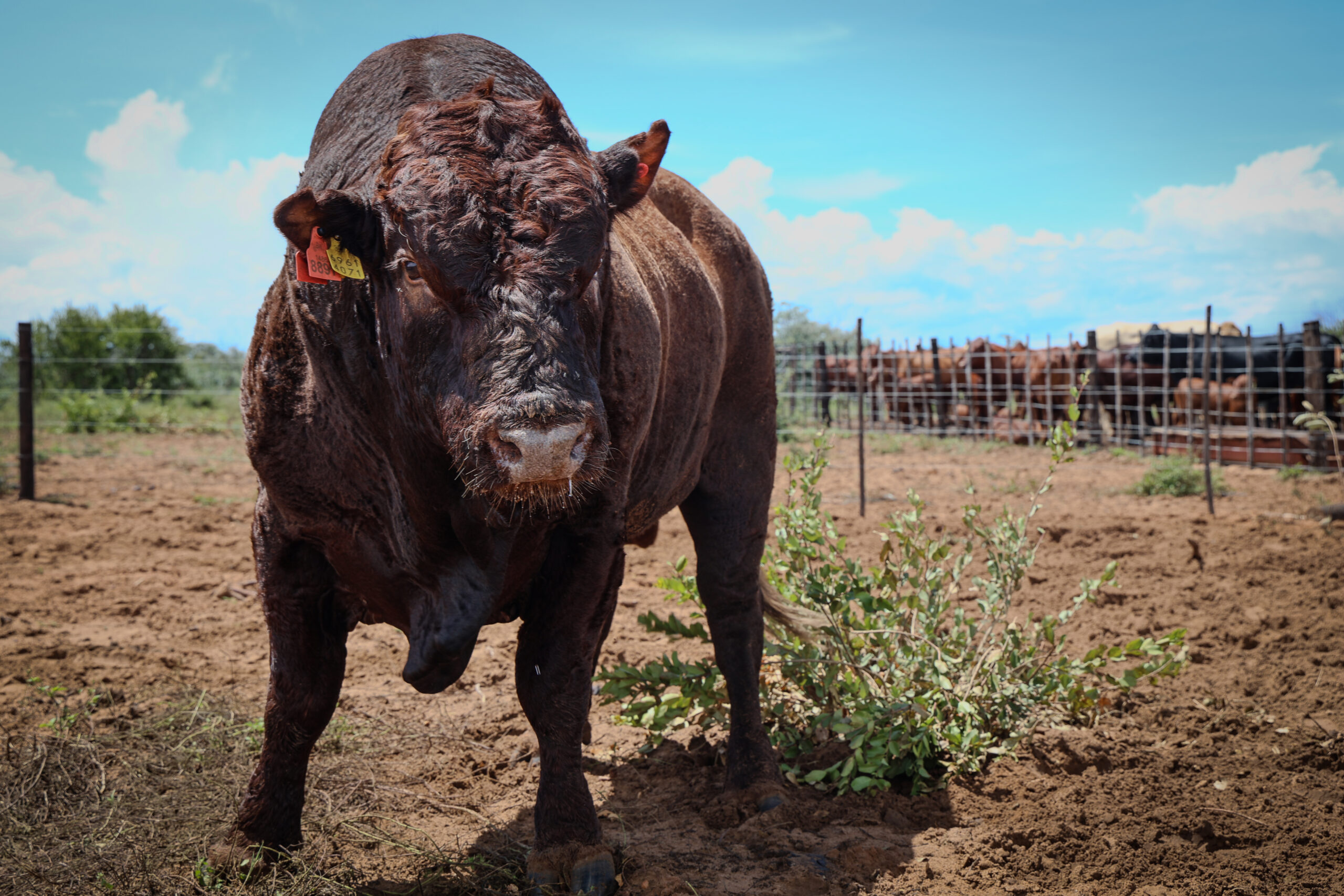 Sandveld Beefstation | SBS | Bonsmara Cattle Botswana