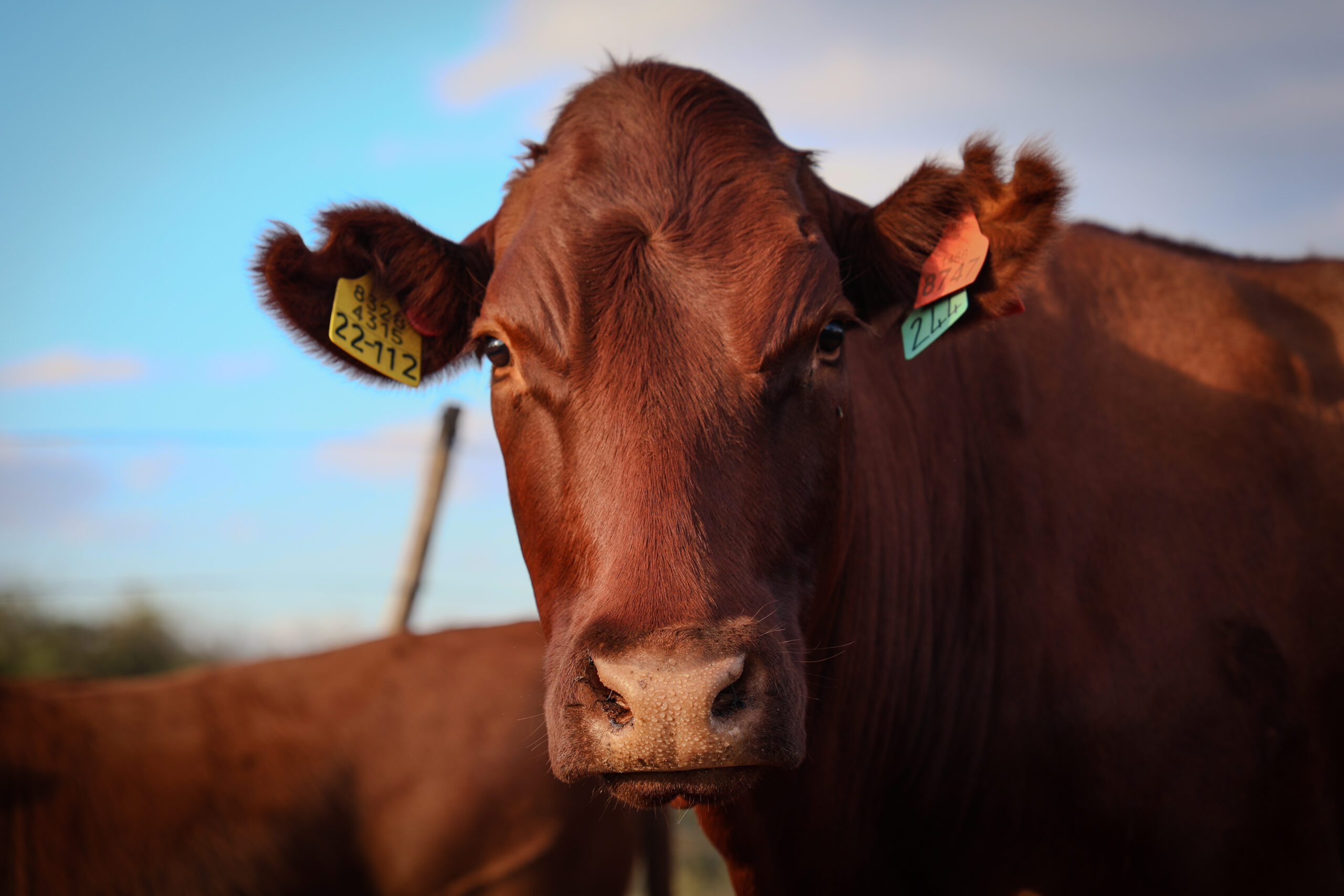 Sandveld Beefstation | SBS | Bonsmara Cattle Botswana