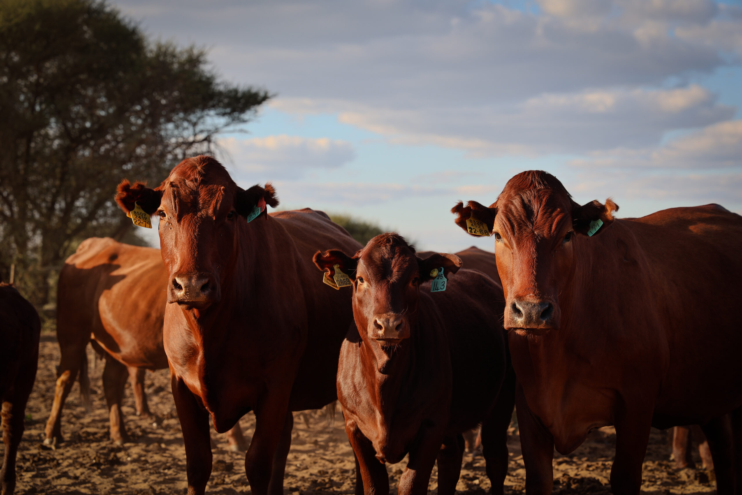 Sandveld Beefstation | SBS | Bonsmara Cattle Botswana