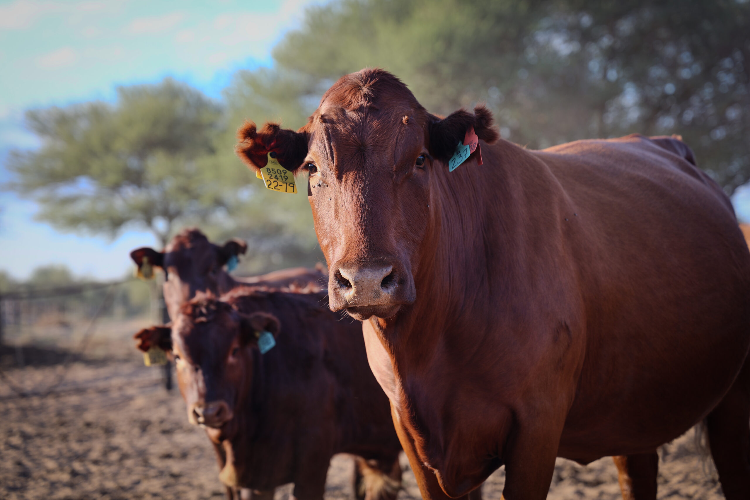 Sandveld Beefstation | SBS | Bonsmara Cattle Botswana
